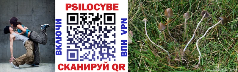 Псилоцибиновые грибы Cubensis Купино